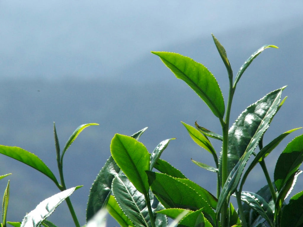 tea plant