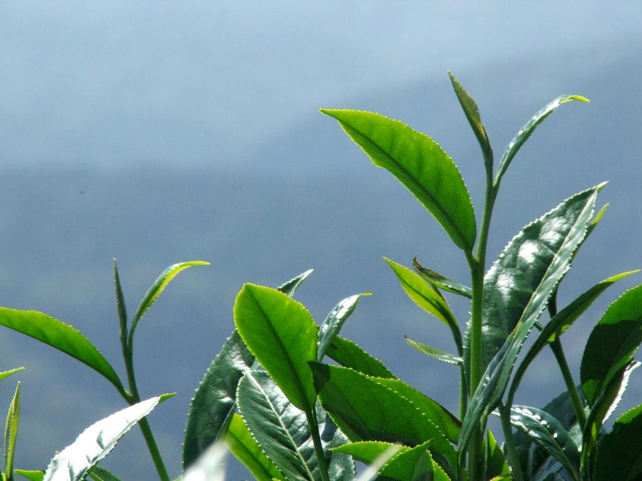 The Relaxing and Health-Boosting Benefits of GABA Oolong  Dobr Tea