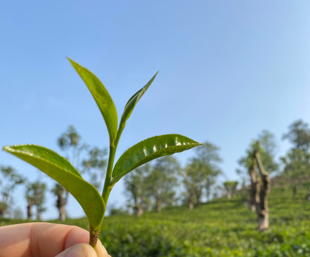 Camellia sinensis tea plant