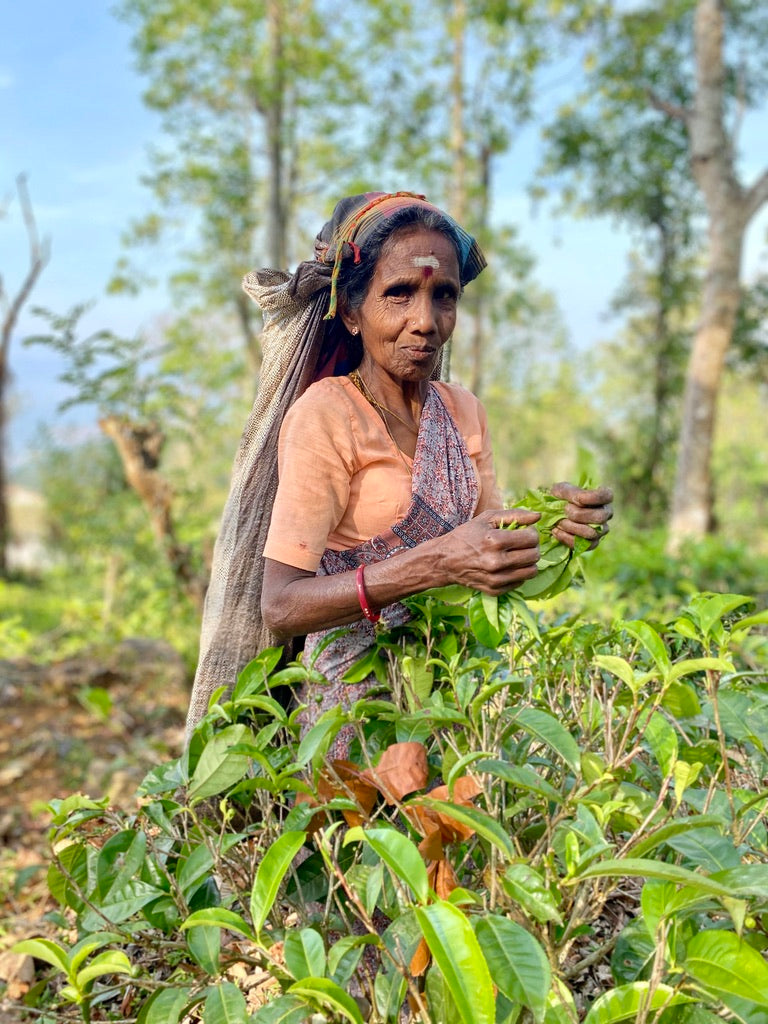 woman picking tea in sri lanka